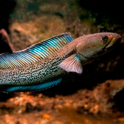 Assamese Snakehead - Channa Stewarti XL